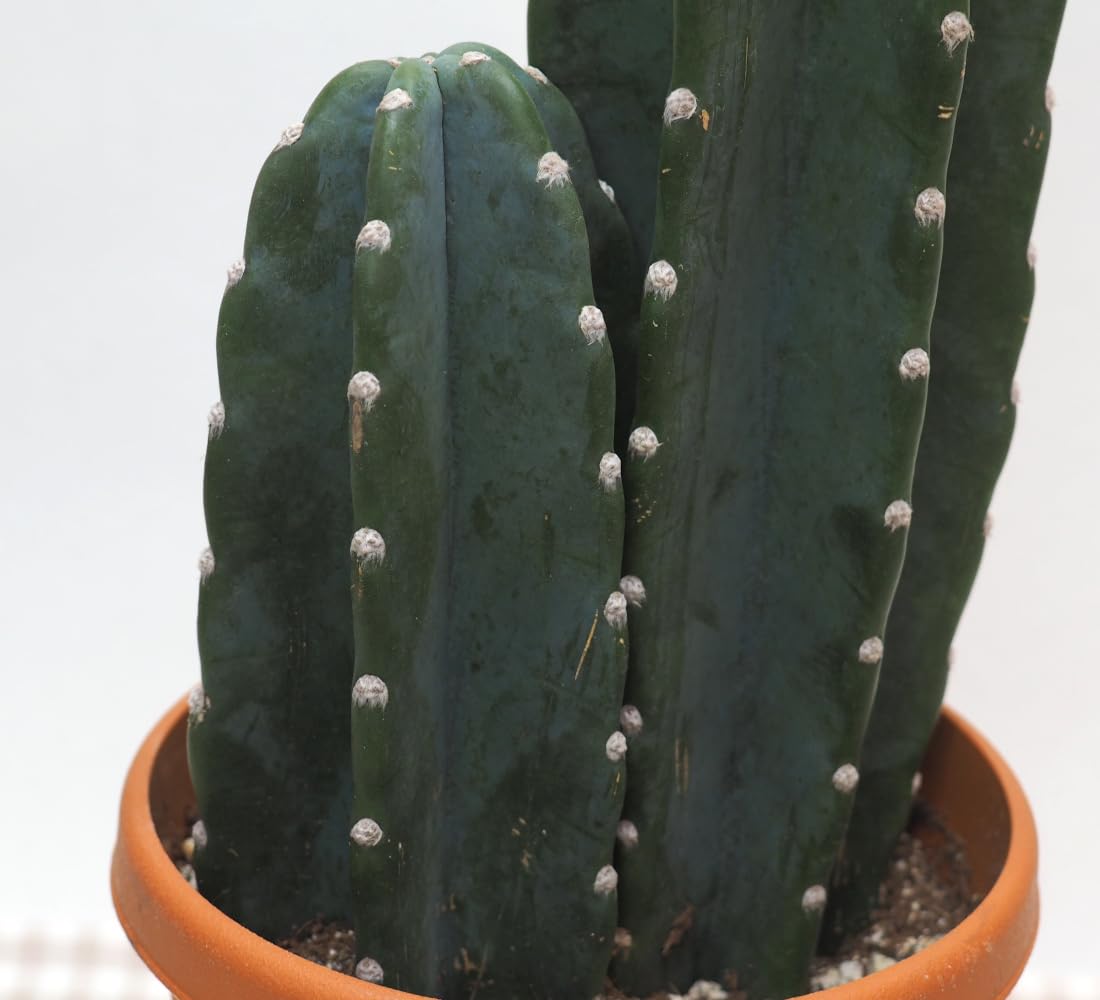 Amazon|【 花想久里 はなおくり 柱サボテン 6寸 2本植え 生 Amazon|【 花想久里 はなおくり 柱サボテン 6寸 2本植え 生